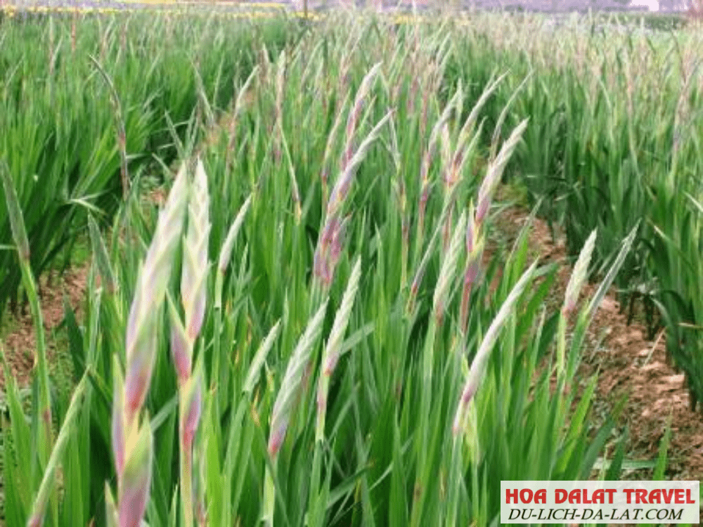 Cách trồng hoa