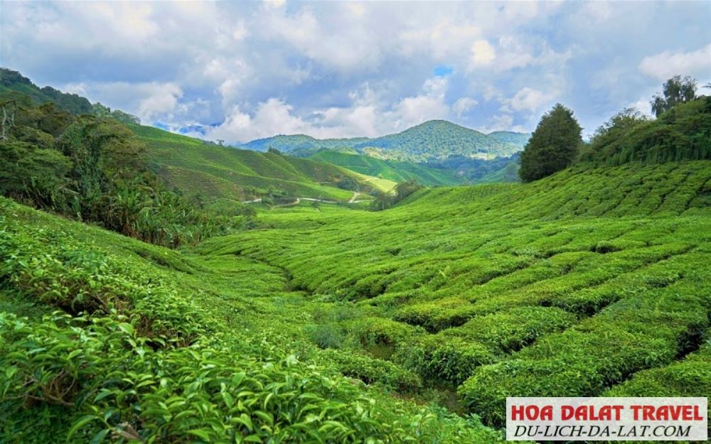 Cảnh đẹp đồi chè Tam Châu, Bảo Lộc