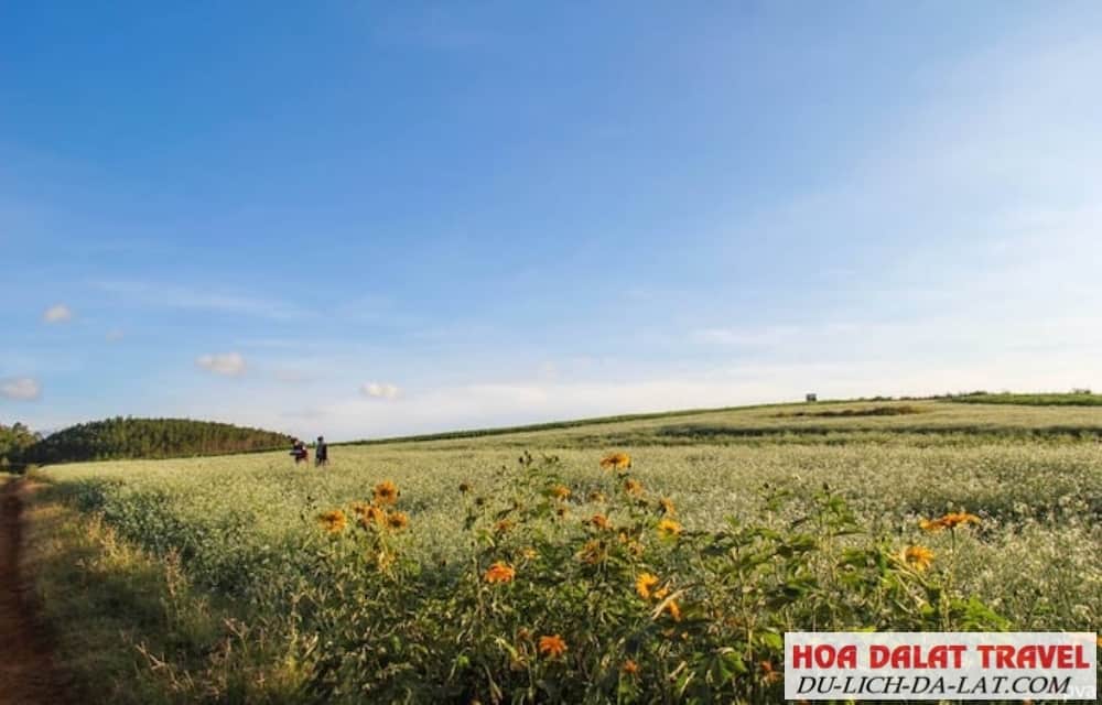 Cánh đồng hoa cải trắng