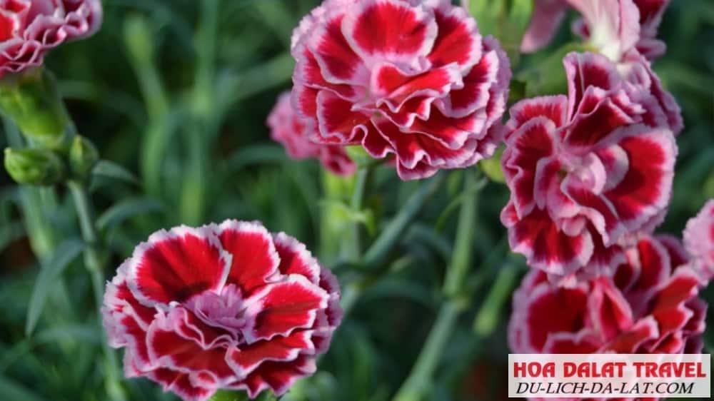 Cánh hoa màu đỏ ở giữa như màu máu Orlando
