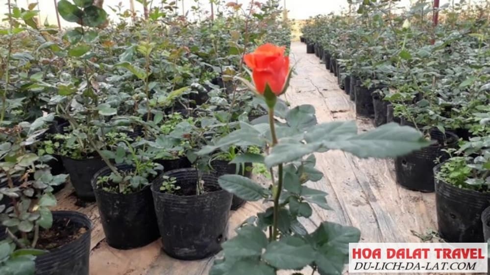 Cây giống hồng