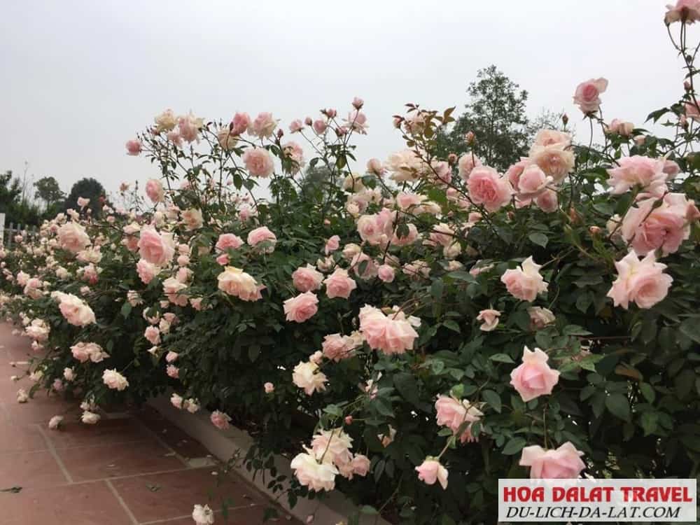 Cây hồng cổ