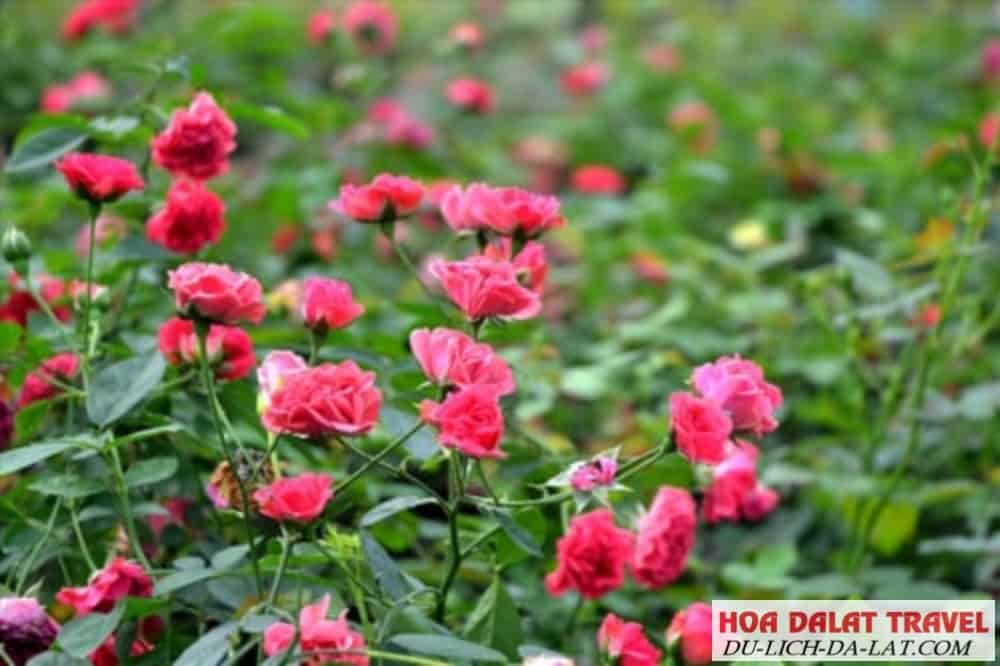 Cây hồng mang vẻ đẹp thuần khiết