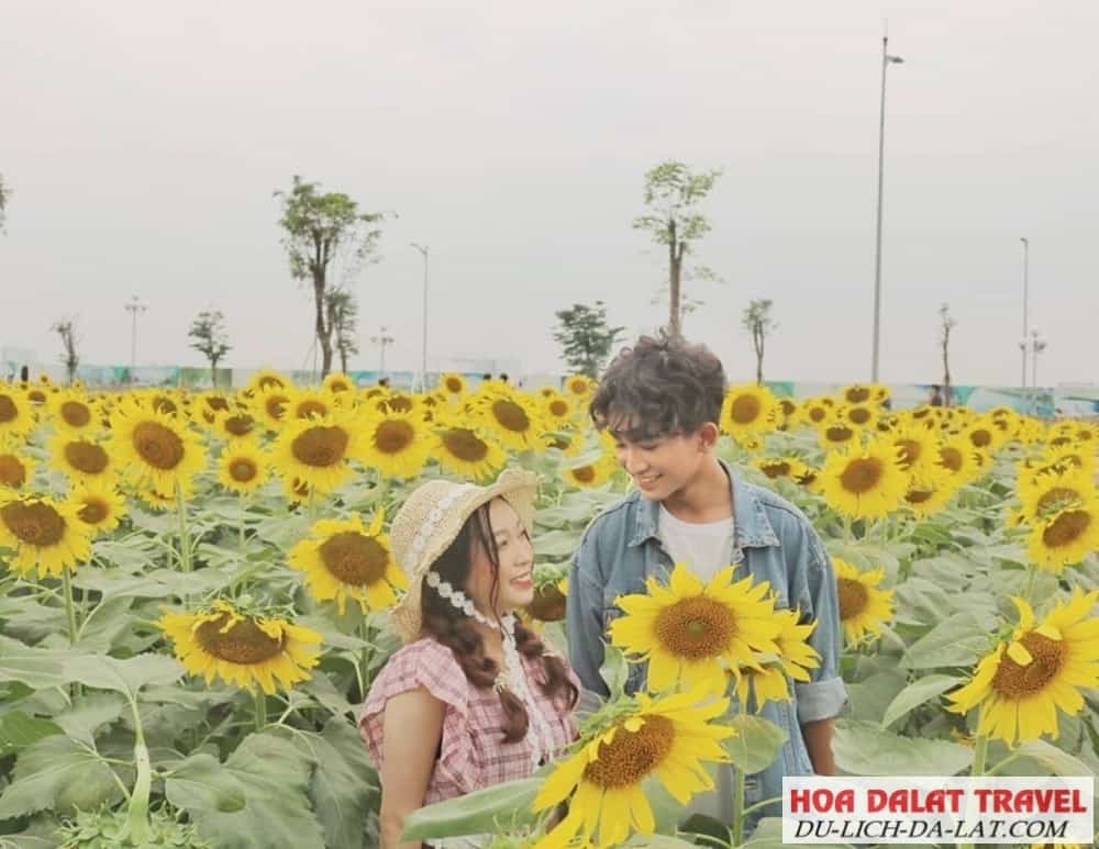 Chechin cánh đồng hướng dương tháng 5 Đà Lạt