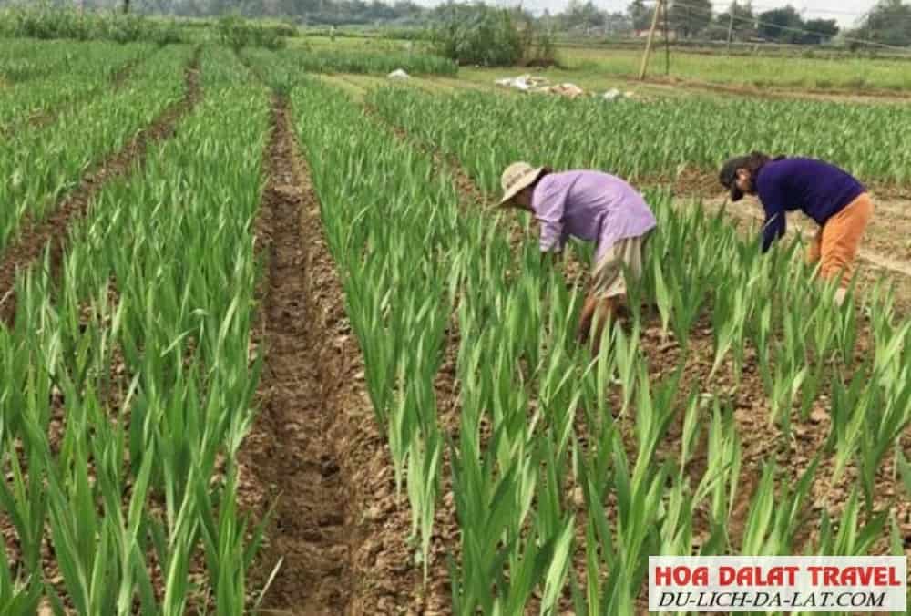 Chọn đất trồng hoa