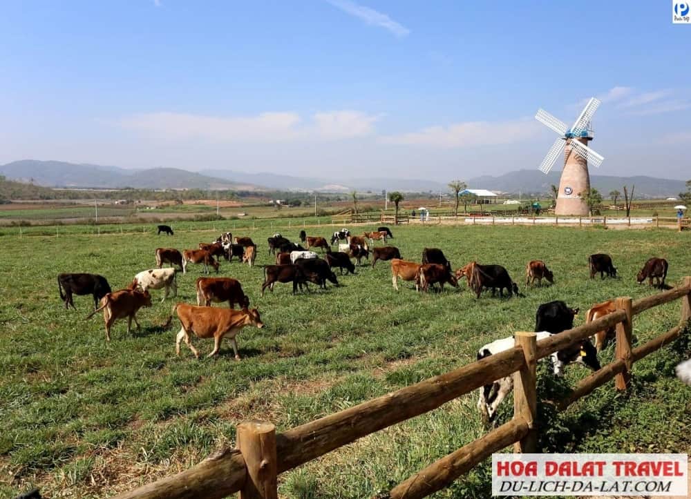 Đà Lạt Milk