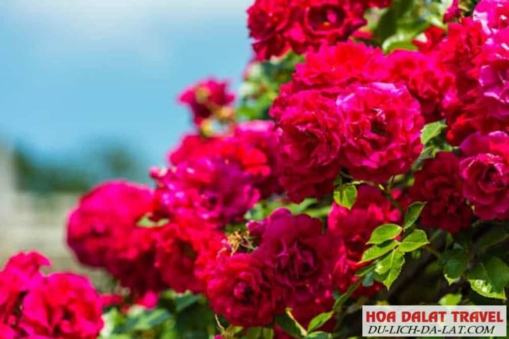 Đặc điểm của hoa