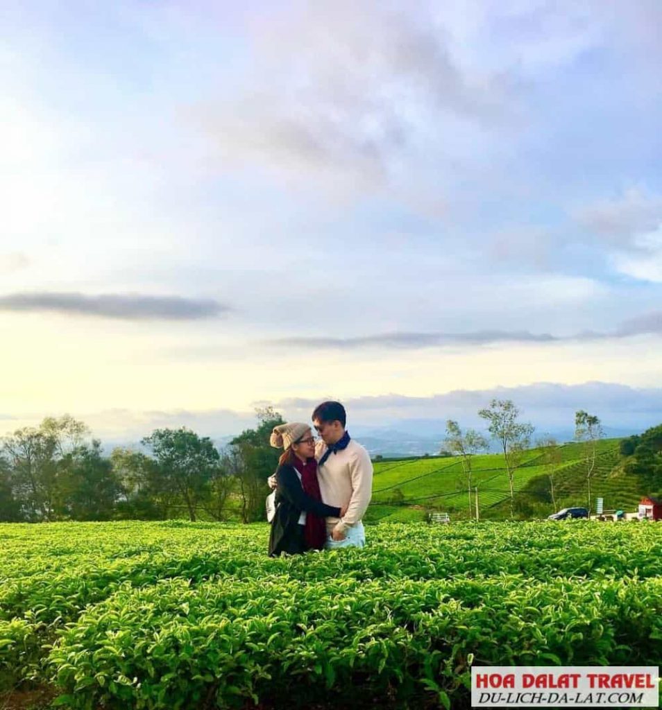 Đồi chè Cầu Đất - Đà Lạt