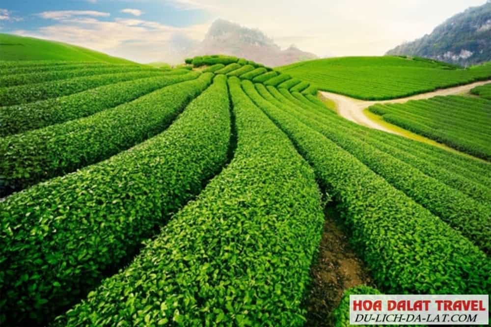 Đồi chè Cầu Đất