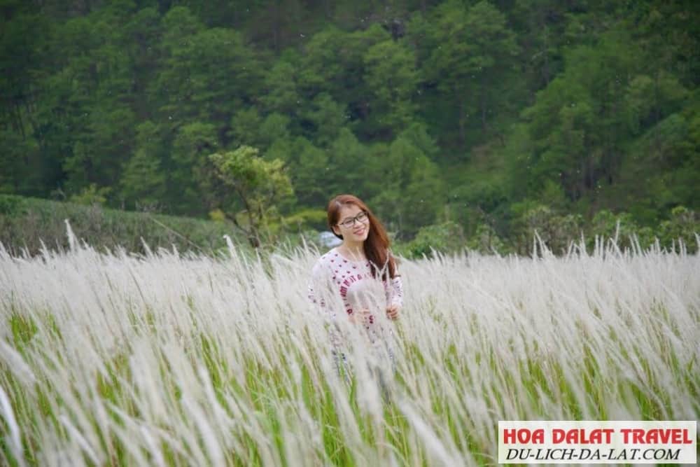 Đồi hoa Cỏ Lau