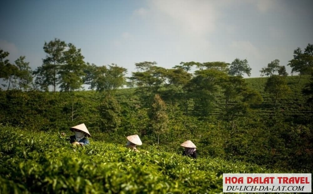 Đồi trà