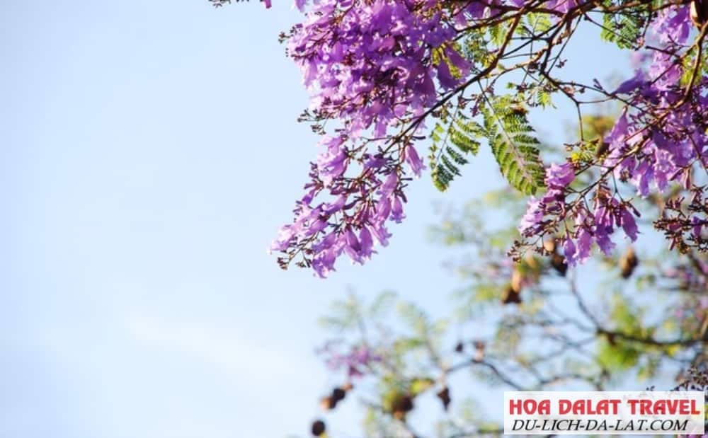 Dự báo thời tiết Đà Lạt
