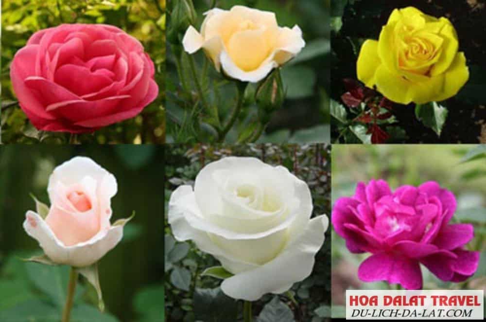 Giá cây bông hồng