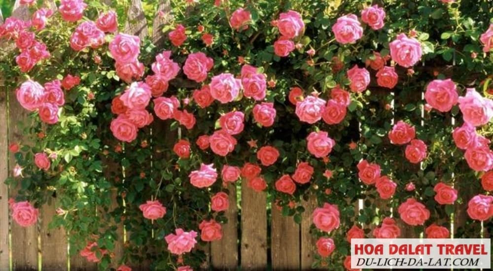 Giới thiệu về cây hồng