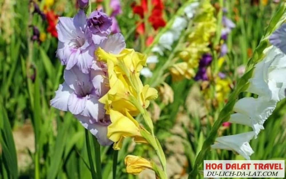 Giới thiệu về hoa lay ơn