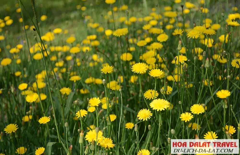 Hoa Bồ Công Anh - tiên tri tình yêu