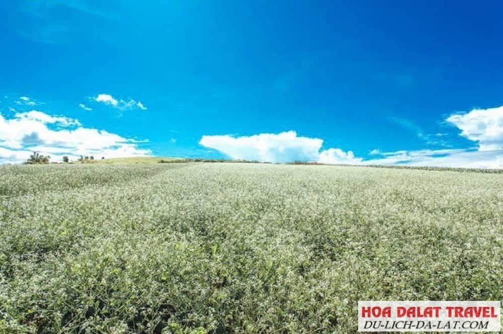 Hoa Cải Trắng