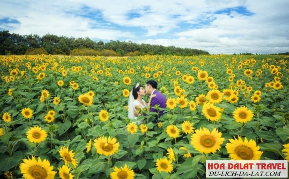 Hoa Hướng Dương Đà Lạt