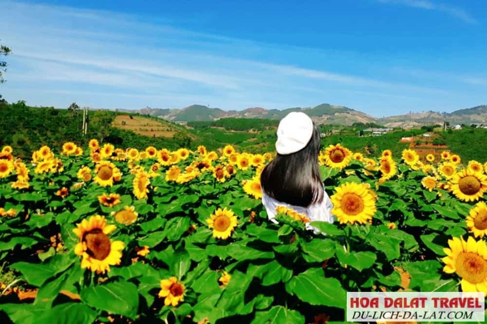 Hoa Hướng Dương