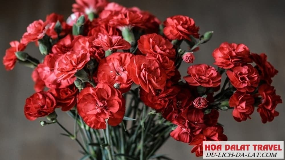 Cẩm chướng đỏ thẫm
