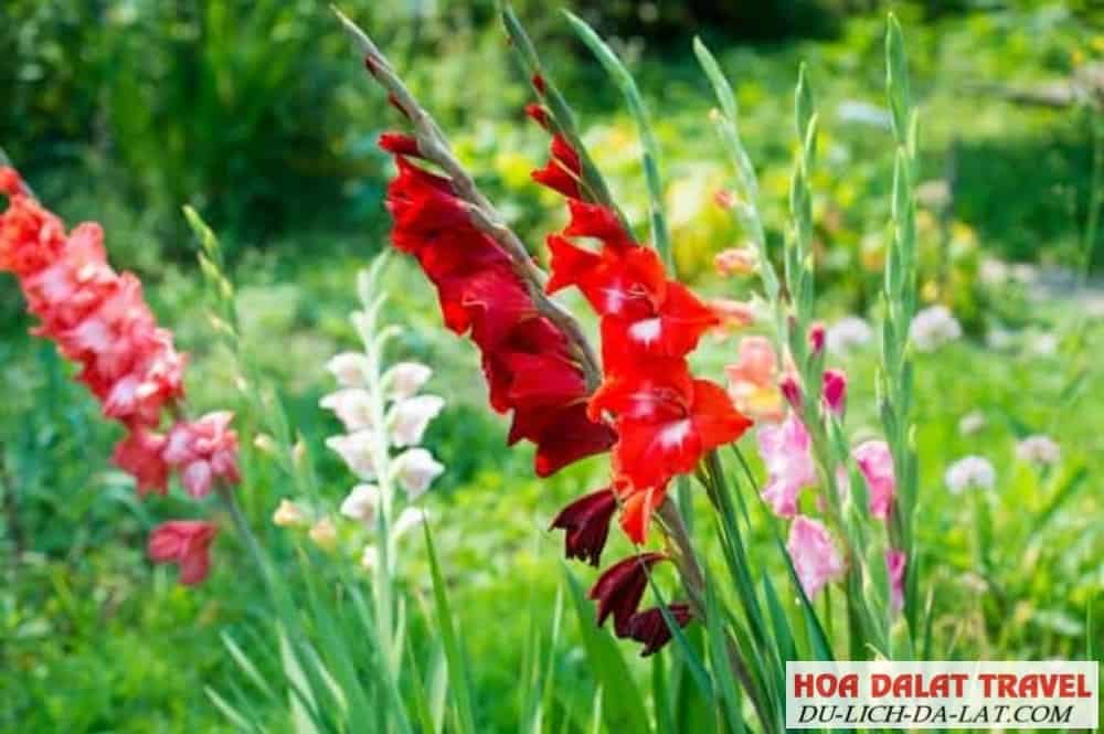 Hoa lay ơn có mấy loại