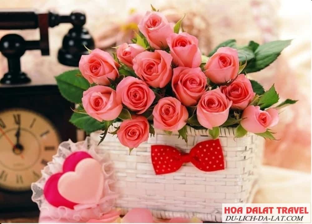 Hoa nhiều màu sắc