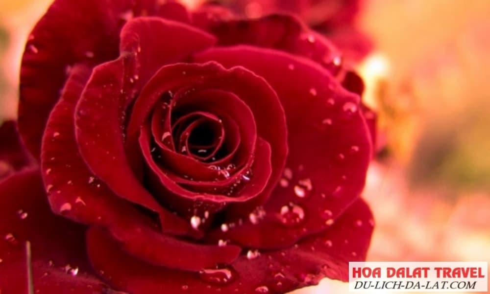 Hoa với nhiều ý nghĩa về tình yêu, tình bạn