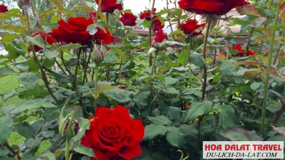 Hồng dạng bụi