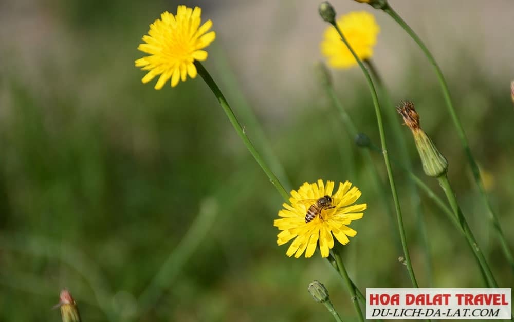 Mỗi bông hoa như một mặt trời bé xíu, gọi lũ ong về hút mật