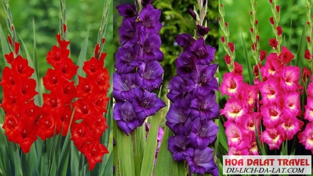 Mua hoa lay ơn ở đâu