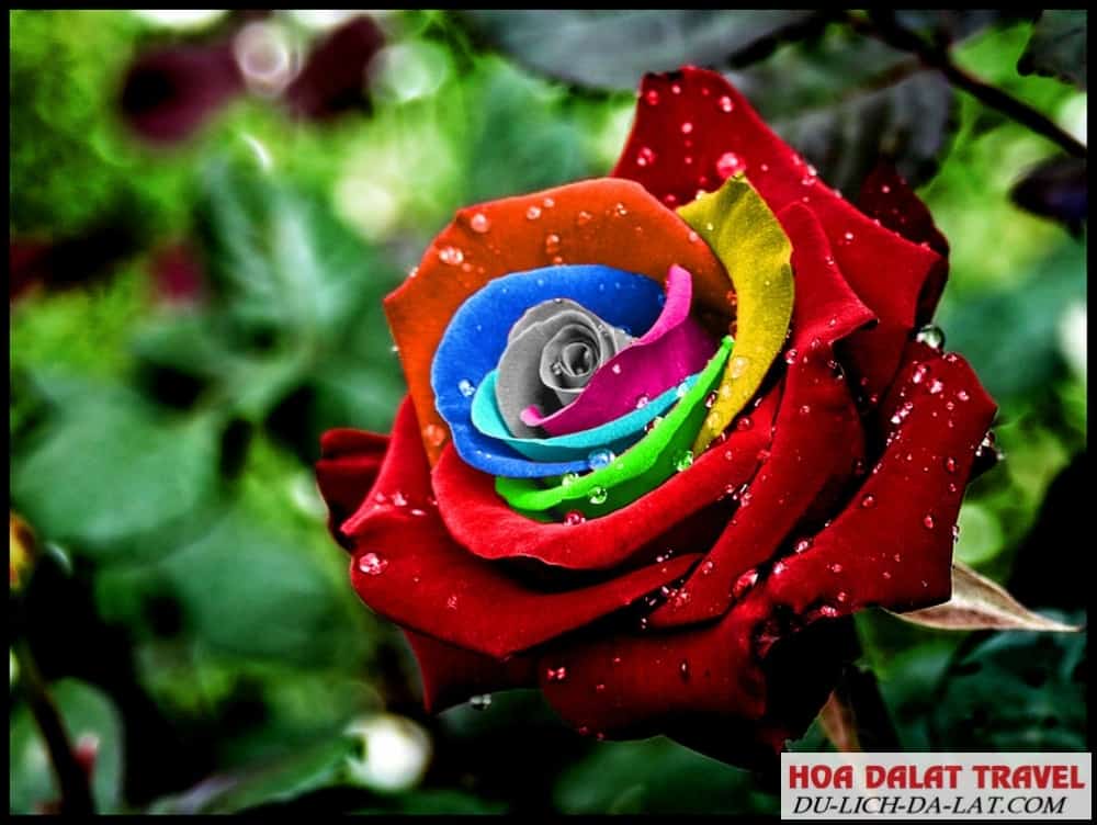 Nguồn gốc của cây hồng
