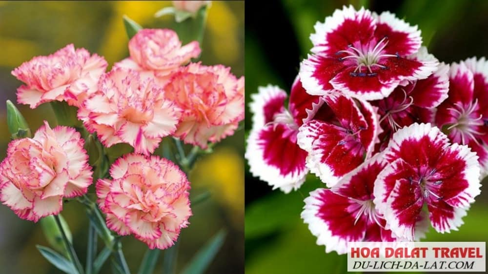 Nguồn gốc của hoa cẩm chướng