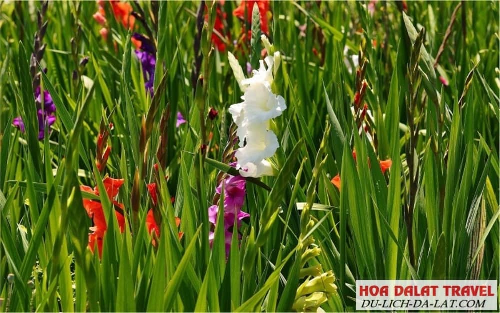 Nguồn gốc của hoa