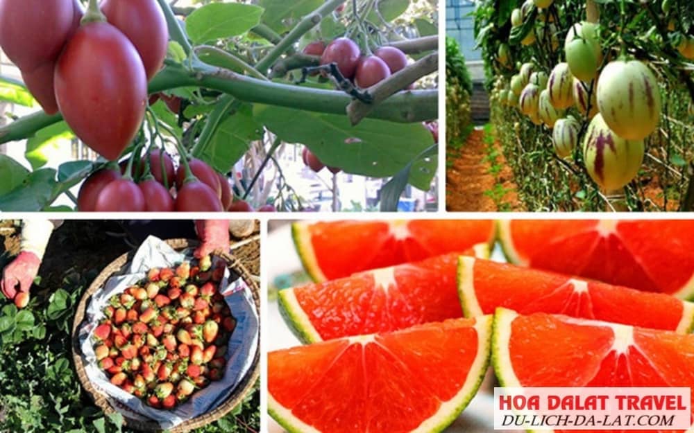Trái cây tươi