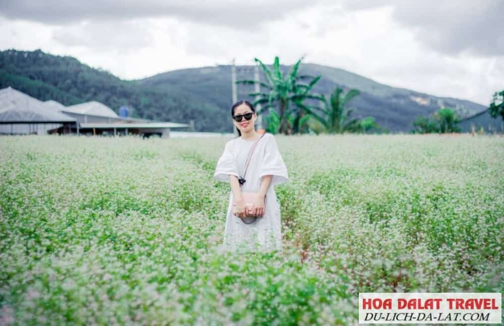 Vườn Hoa Tam Giác Mạch Đà Lạt