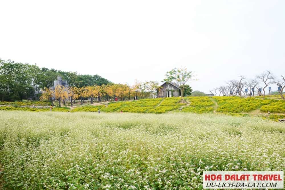 Vườn Hoa Tam Giác Mạch