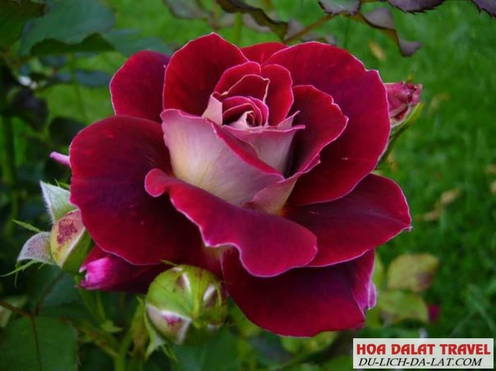 Ý nghĩa của hoa