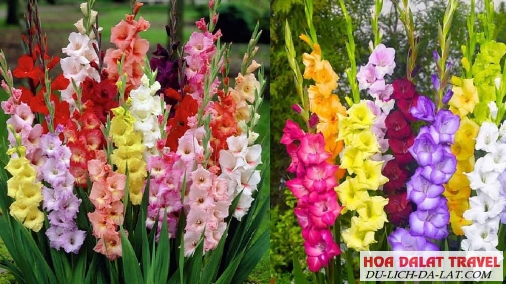 Ý nghĩa của hoa