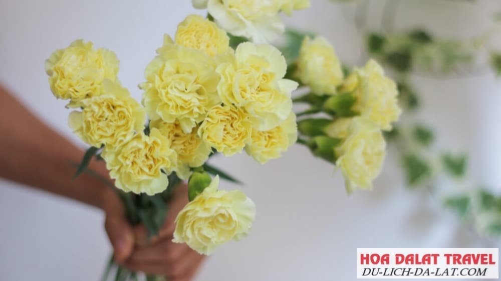 Ý nghĩa của hoa cẩm chướng