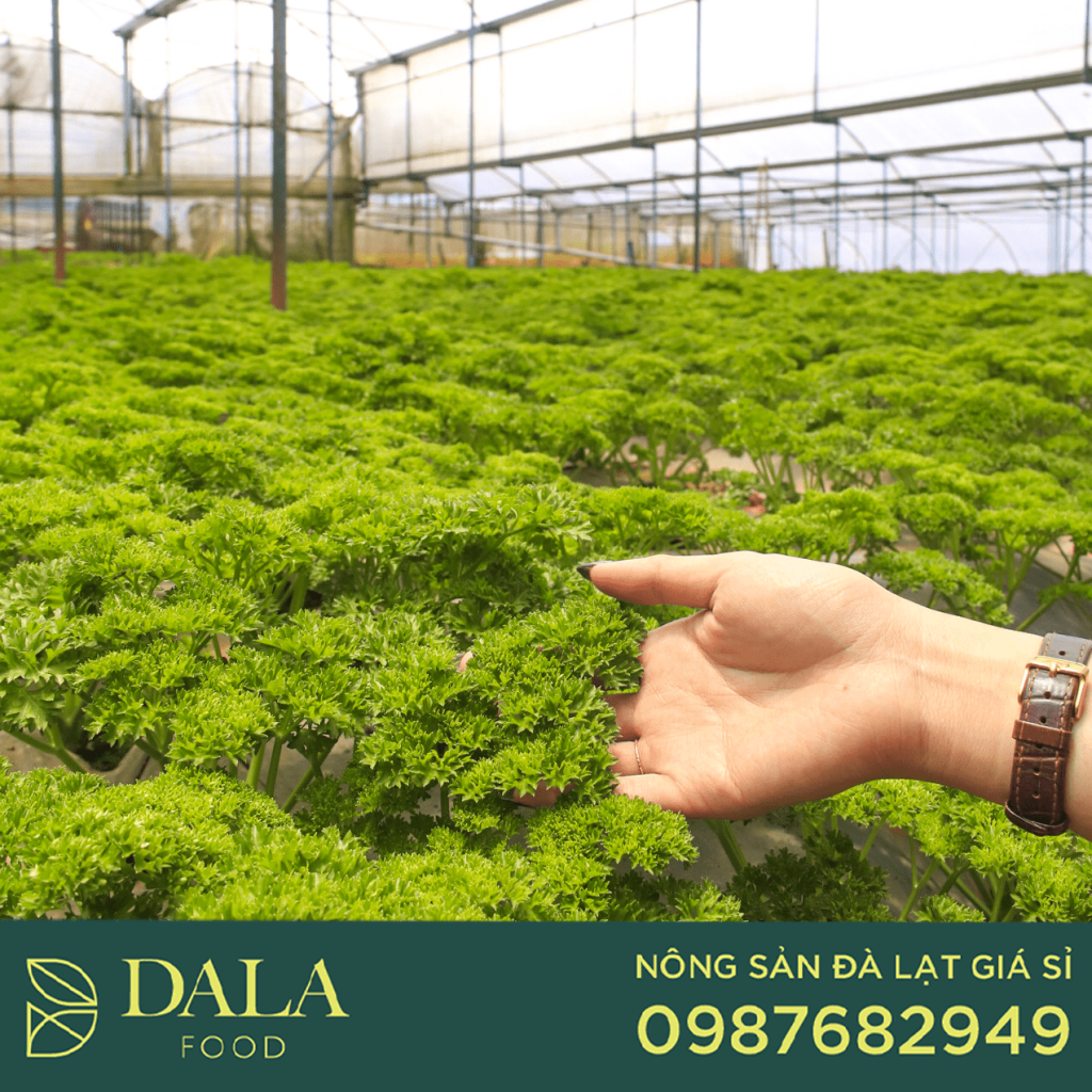 Nông sản sạch Đà Lạt do Dalat Food cung cấp