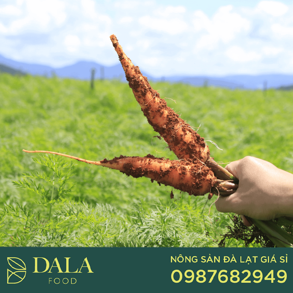 rau sạch ở Dala Food