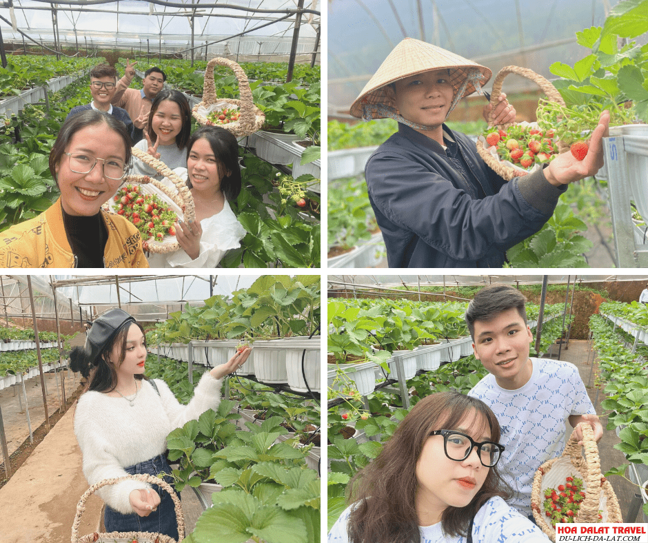 Vườn dâu Đà Lạt
