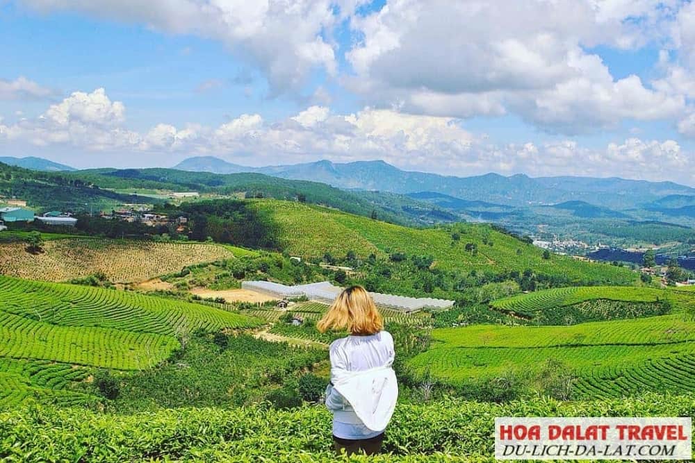 Đồi chè Cầu Đất