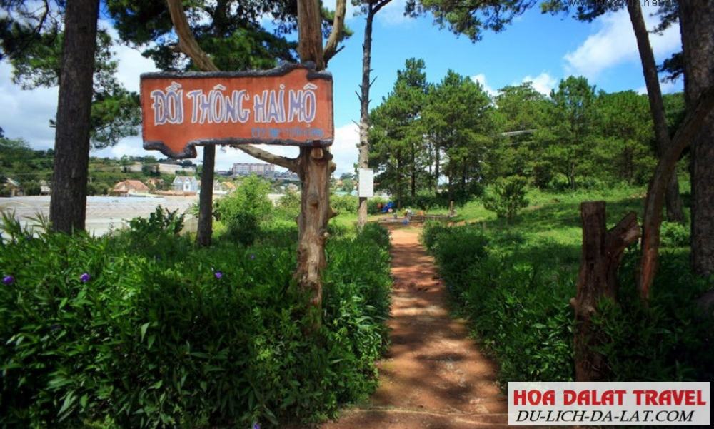 Đồi thông hai mộ