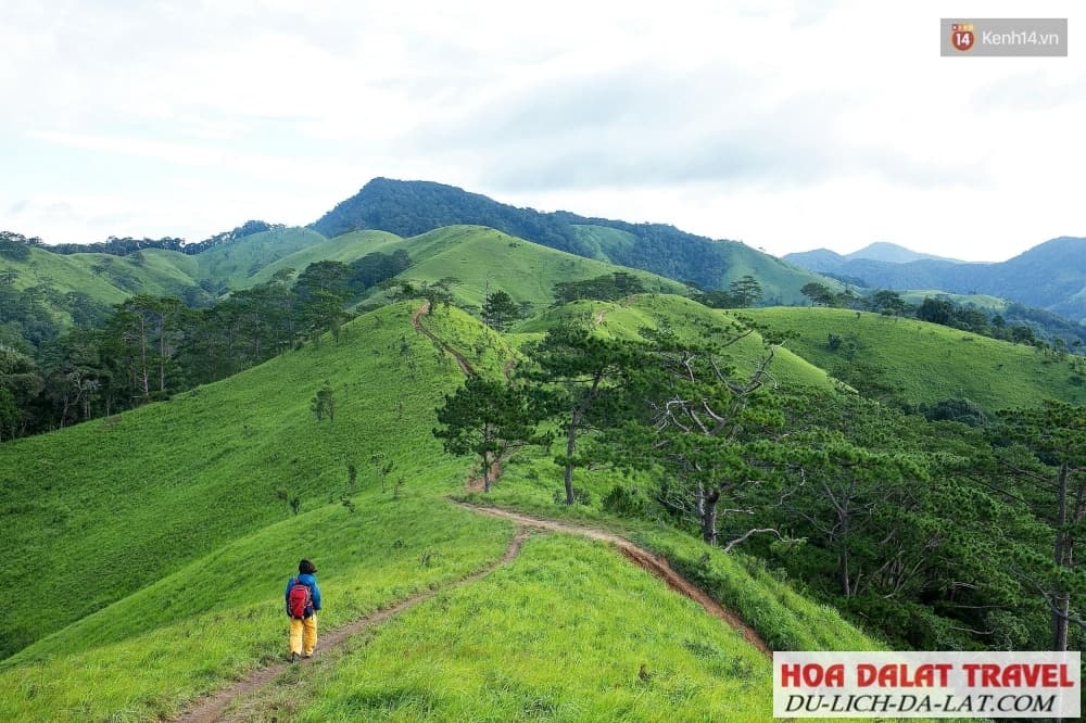 Hồng giòn Đà Lạt