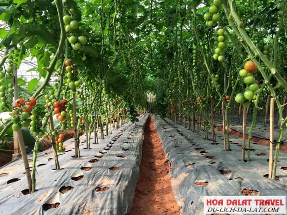 Nhiều loại rau, củ, quả, được chăm sóc