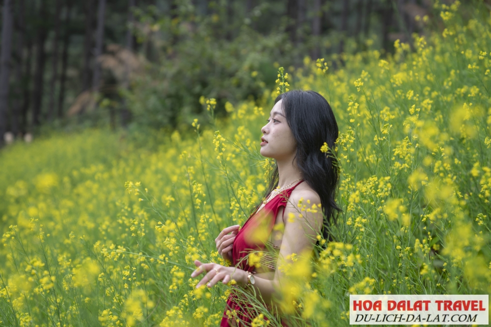 Những vườn hoa dại mọc 2 bên đường