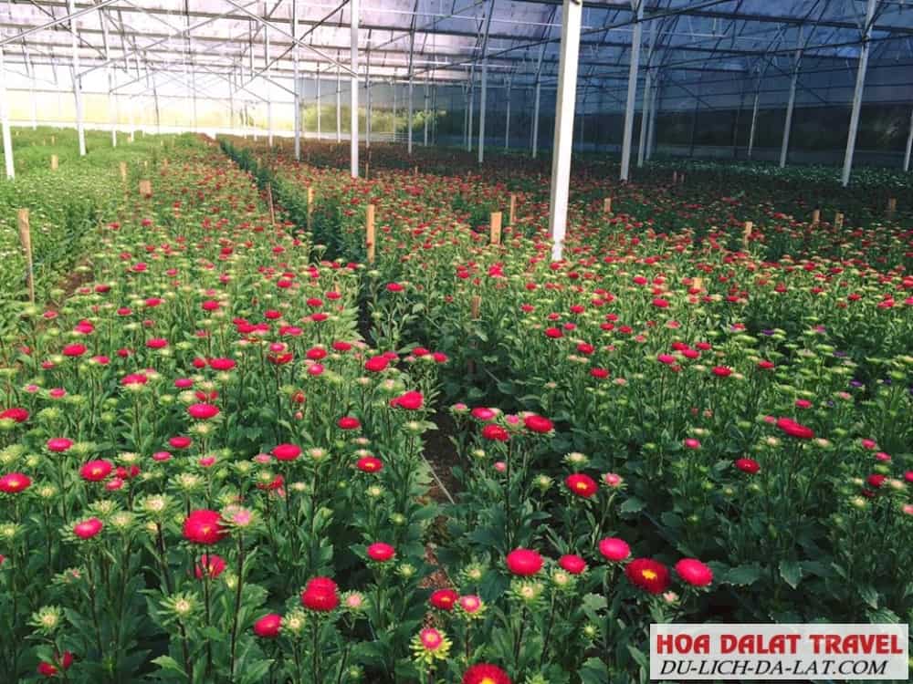 Rất nhiều loại hoa được trồng tại đây