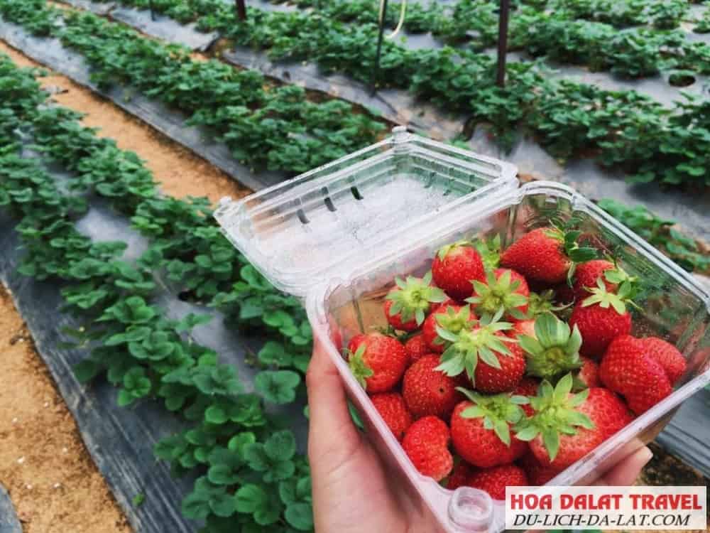 Tham quan vườn rau củ quả