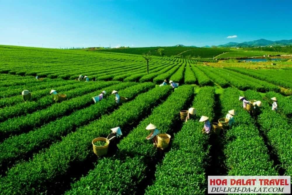 Trà Bảo Lộc